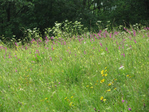 Kräuterspaziergang am Abend inkl. Wildkräuter-Secco